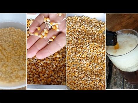 how to malt corn